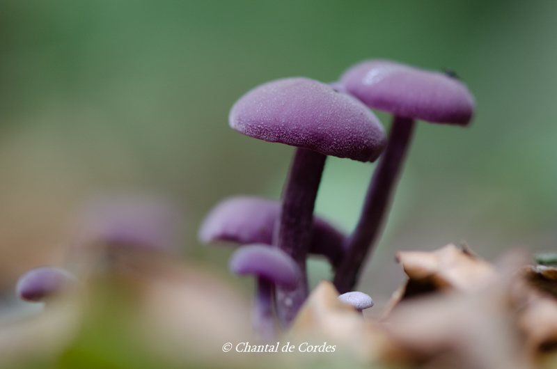 Macrofotografie paddenstoelen violet